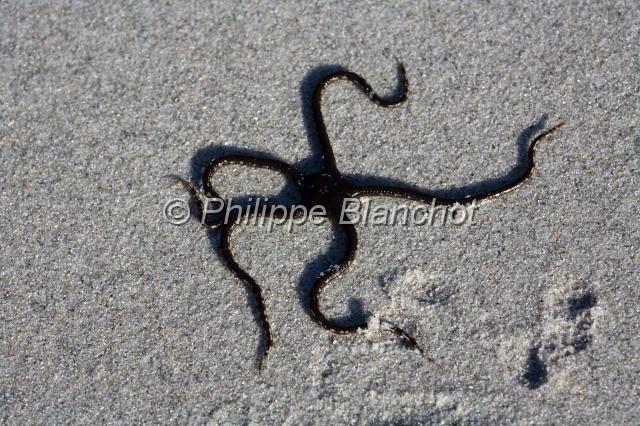 france corse 08.JPG - Ophiure (Echinoderme)Côte des Agriates, Haute Corse